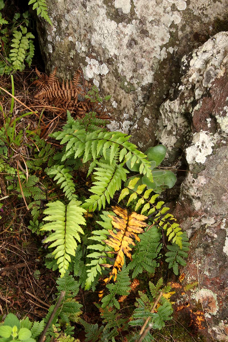 Asplenium friesiorum Asplenium friesiorum