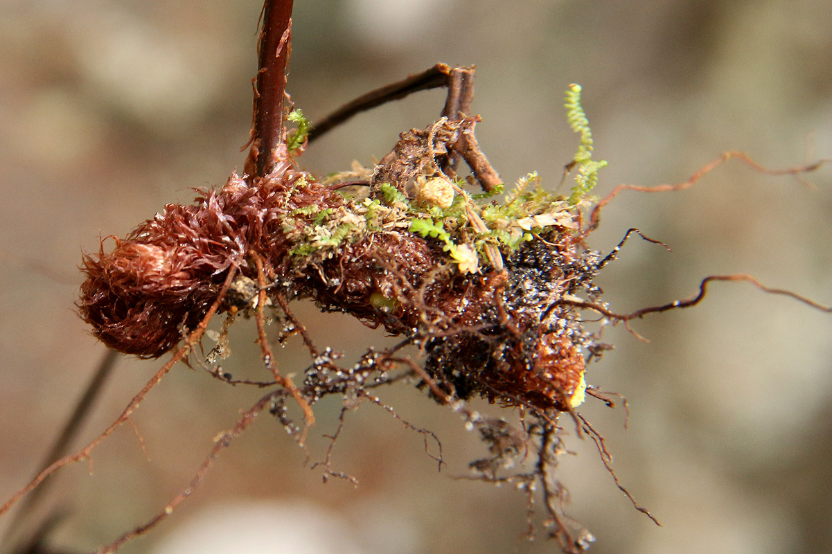 Asplenium friesiorum Asplenium friesiorum