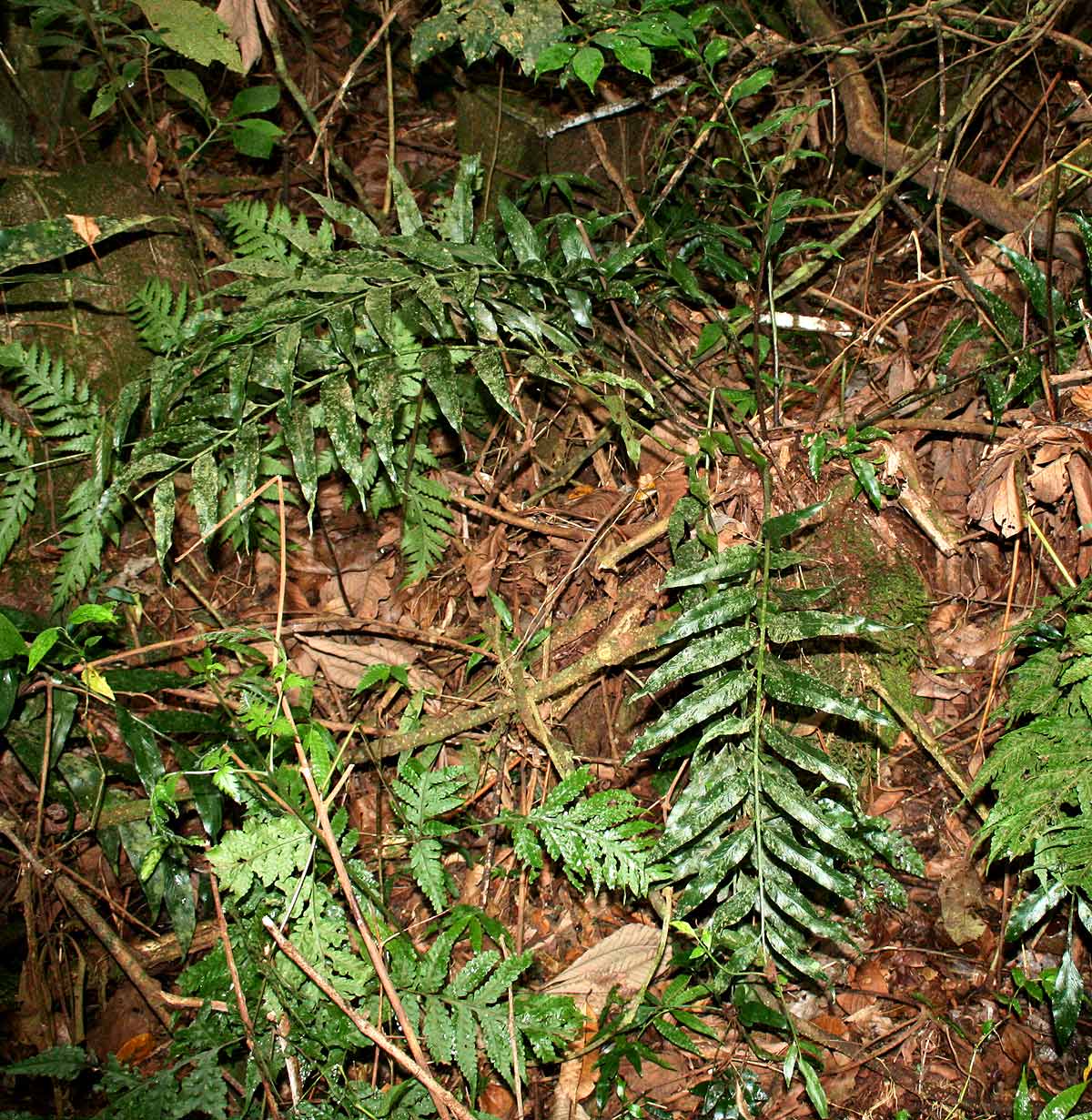 Asplenium gemmiferum Asplenium gemmiferum