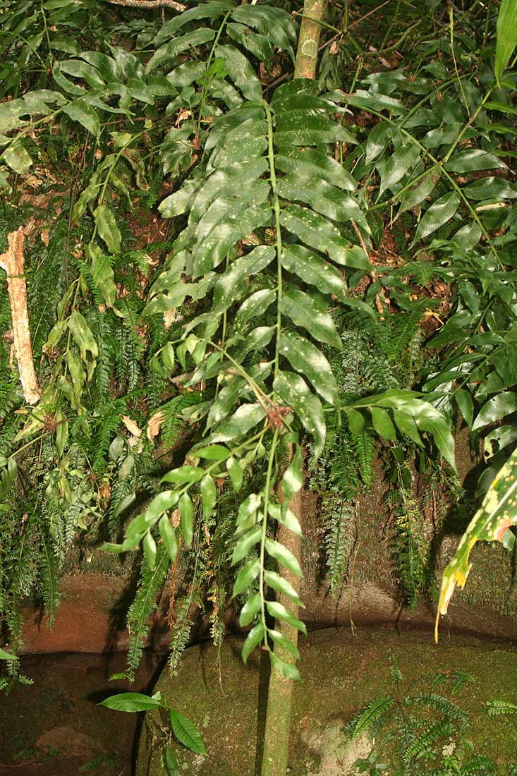 Asplenium gemmiferum Asplenium gemmiferum