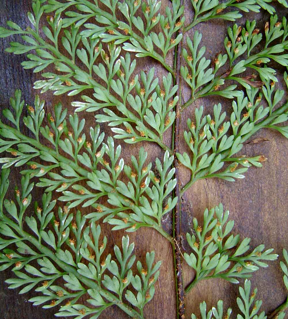 Asplenium hypomelas