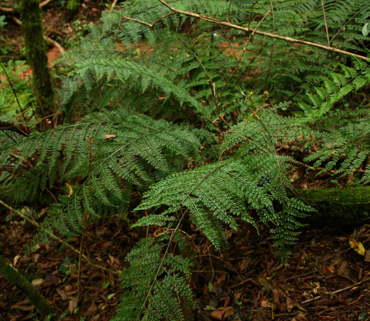 Asplenium hypomelas Asplenium hypomelas