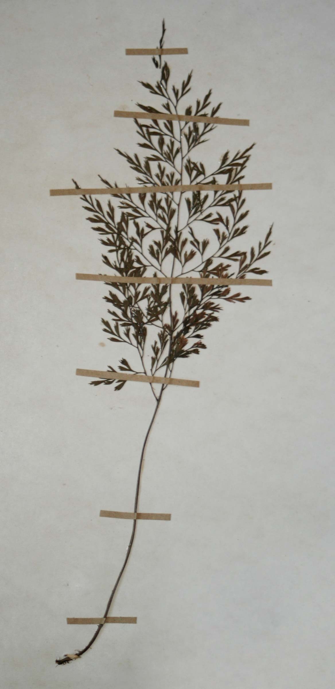 Asplenium linckii Asplenium linckii