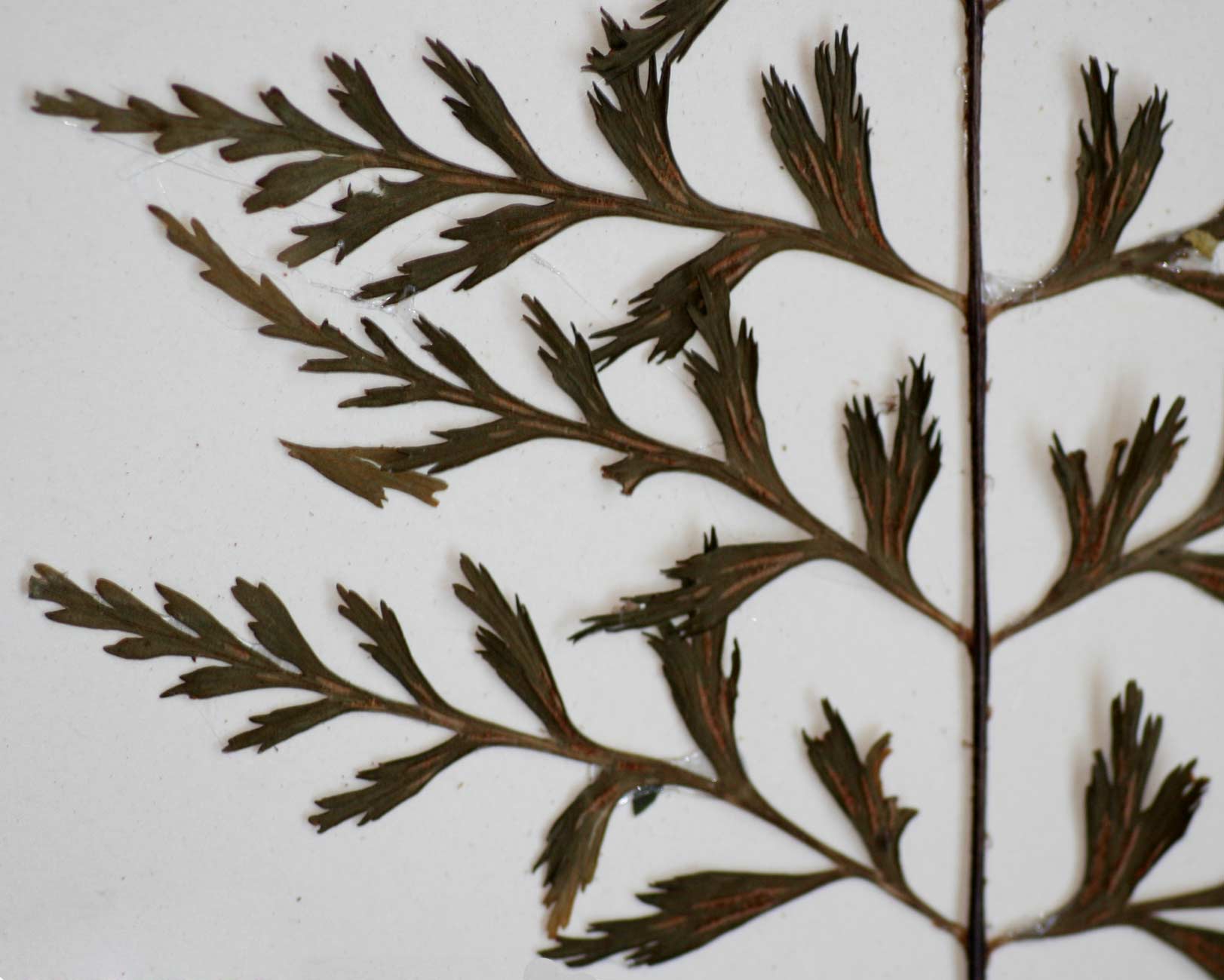 Asplenium lividum Asplenium lividum
