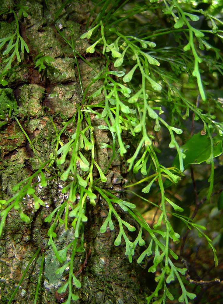 Asplenium mannii Asplenium mannii