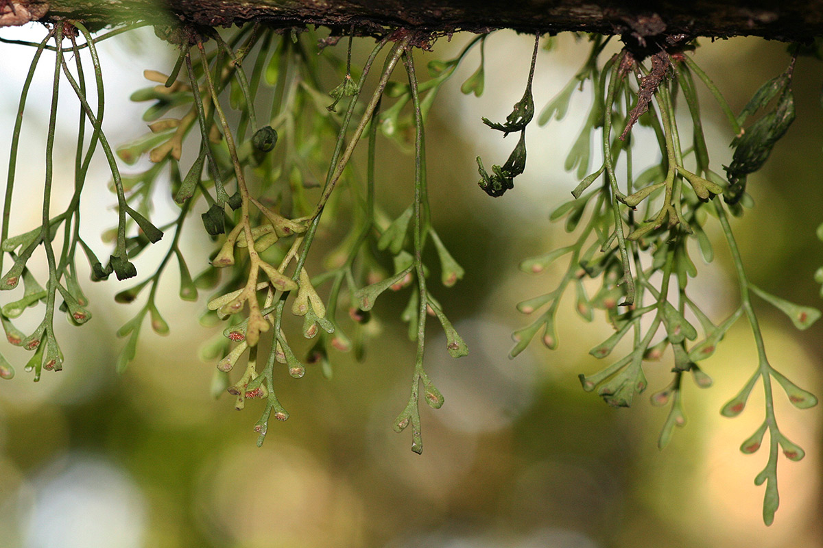 Asplenium mannii Asplenium mannii