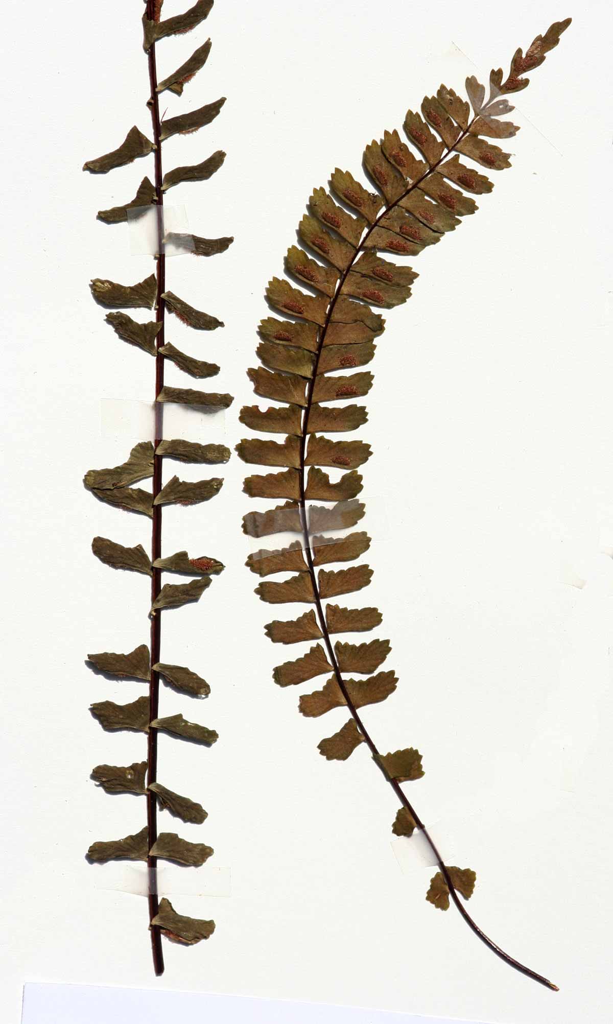 Asplenium monanthes Asplenium monanthes