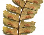 Asplenium monanthes