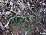 Asplenium monanthes