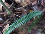 Asplenium monanthes