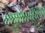 Asplenium monanthes