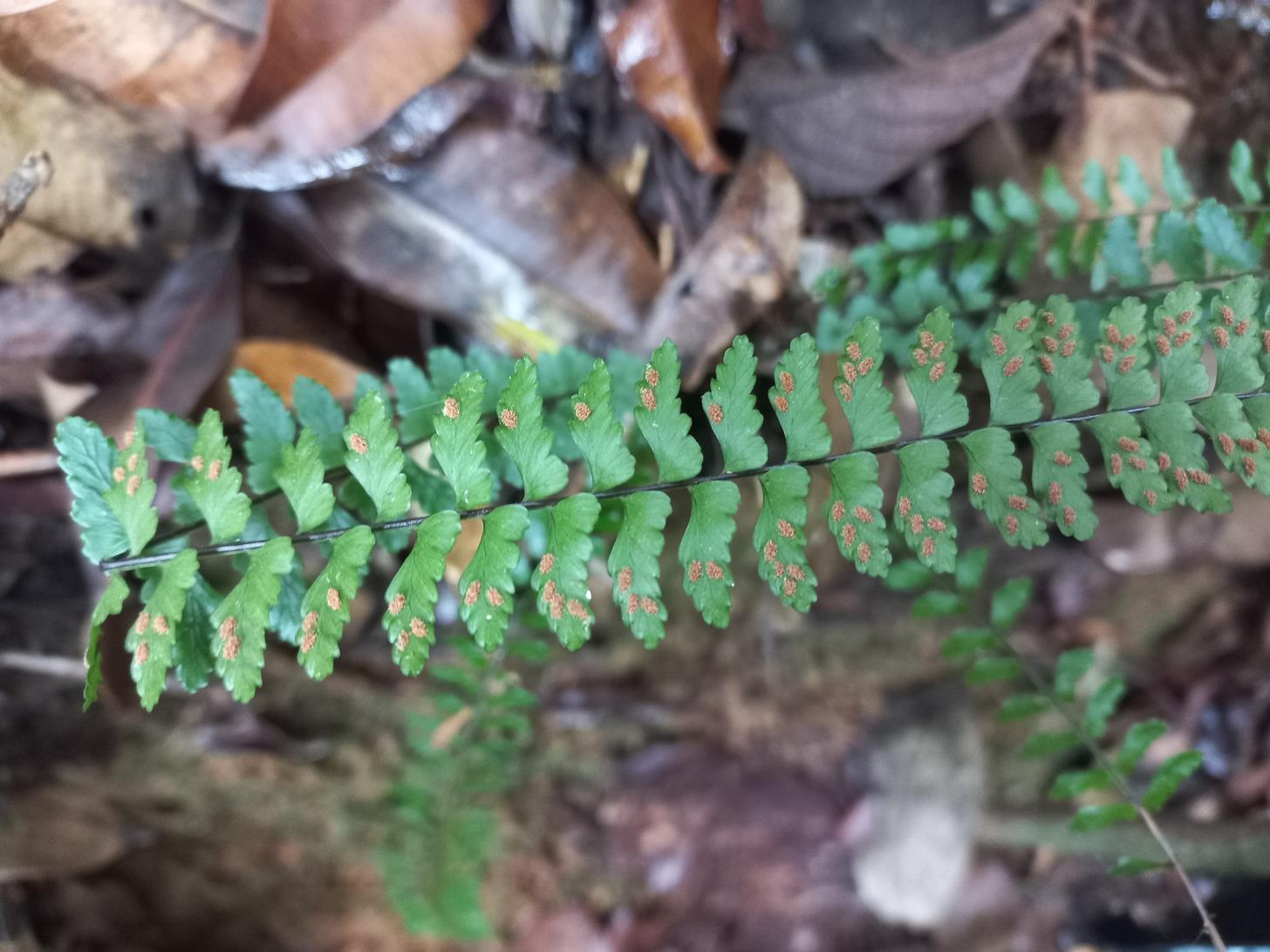 Asplenium monanthes