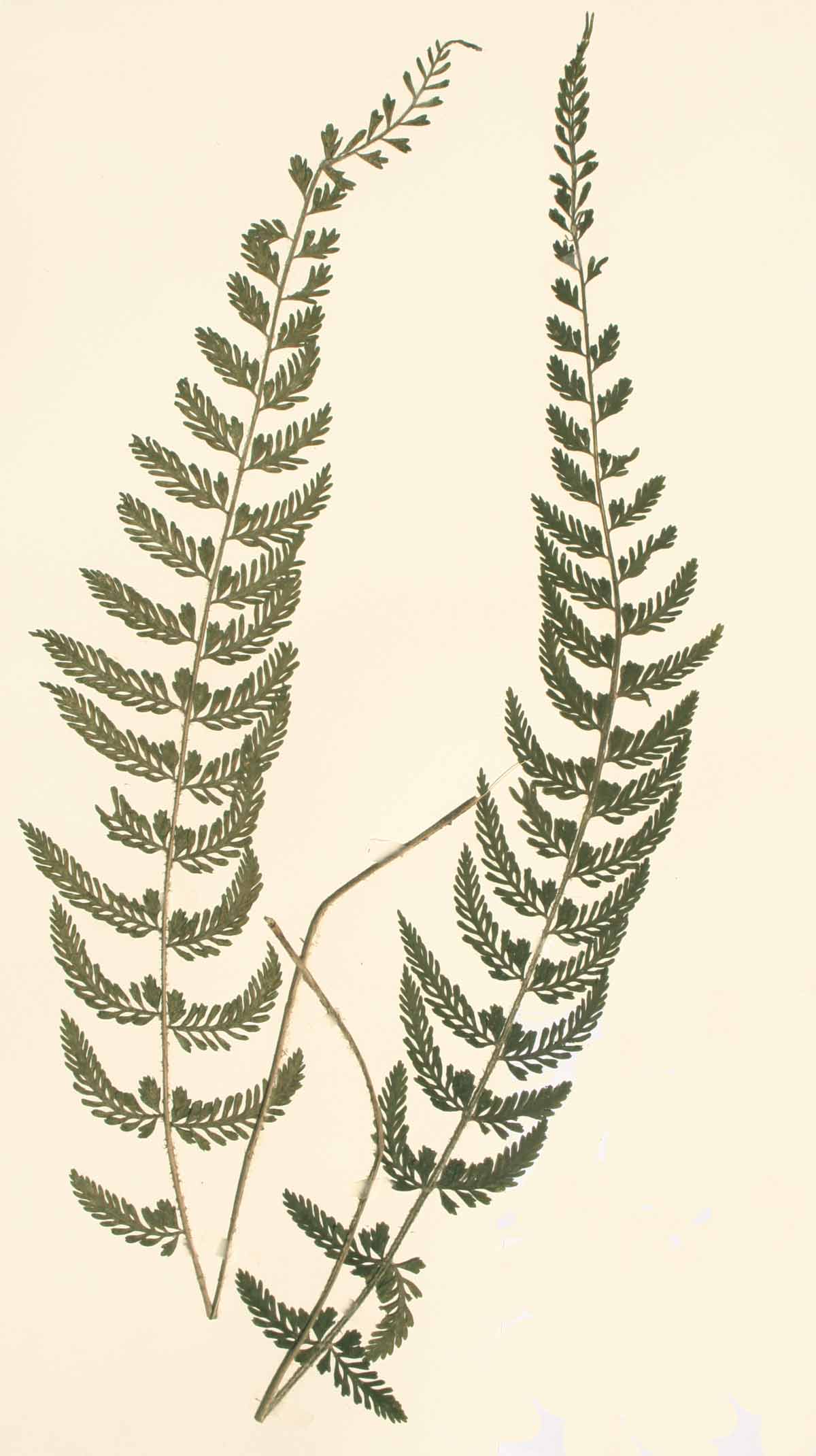 Asplenium preussii Asplenium preussii