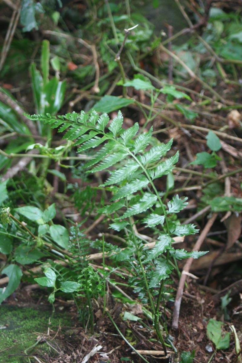 Asplenium preussii Asplenium preussii