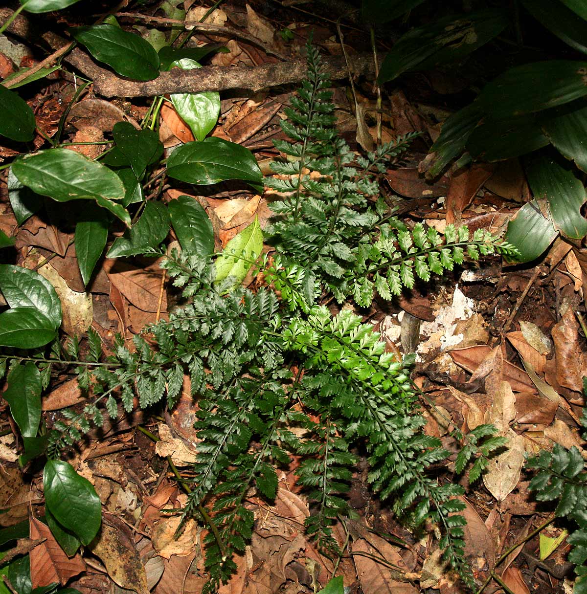 Asplenium preussii Asplenium preussii
