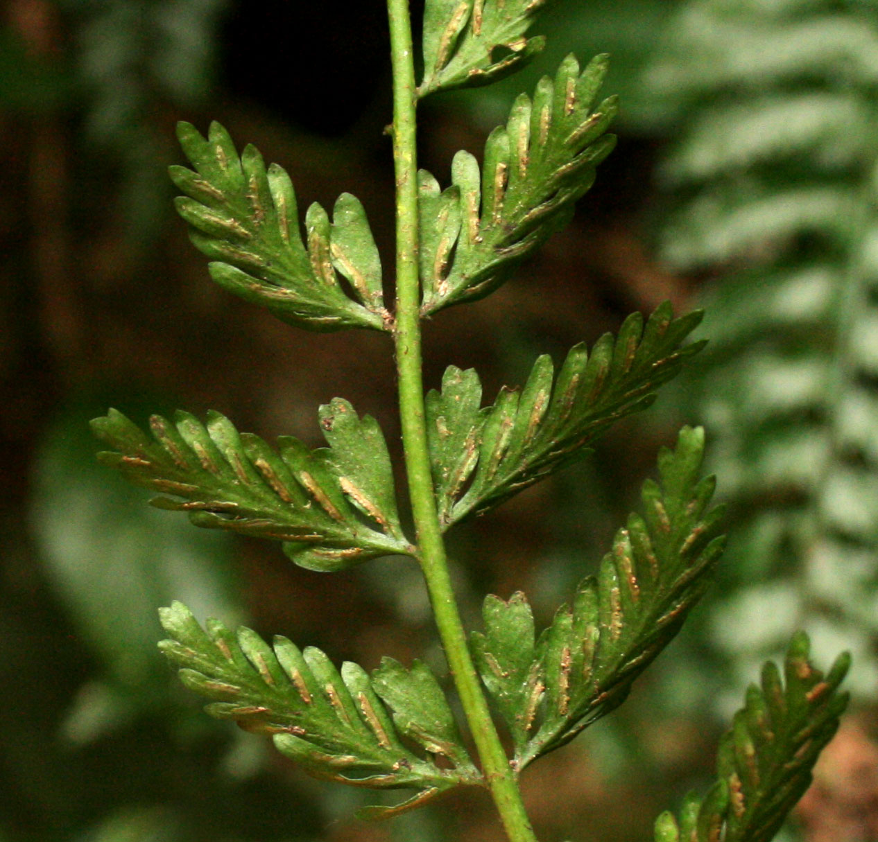 Asplenium preussii Asplenium preussii
