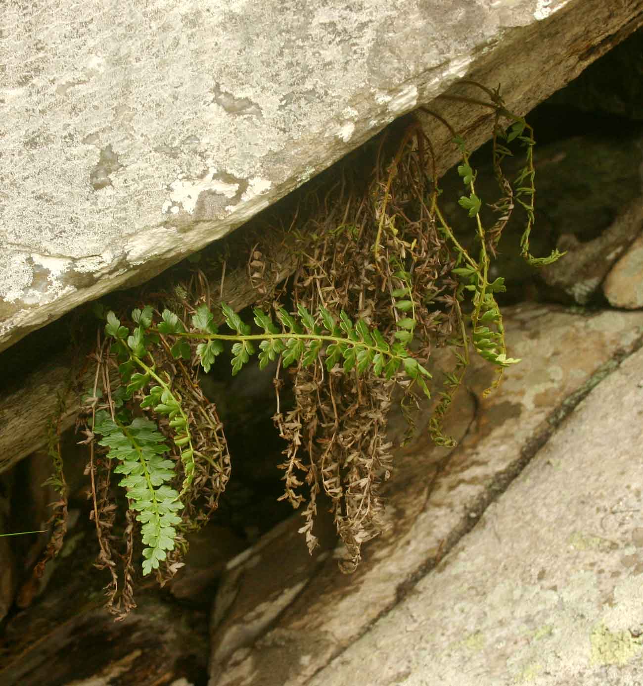 Asplenium stuhlmannii Asplenium stuhlmannii