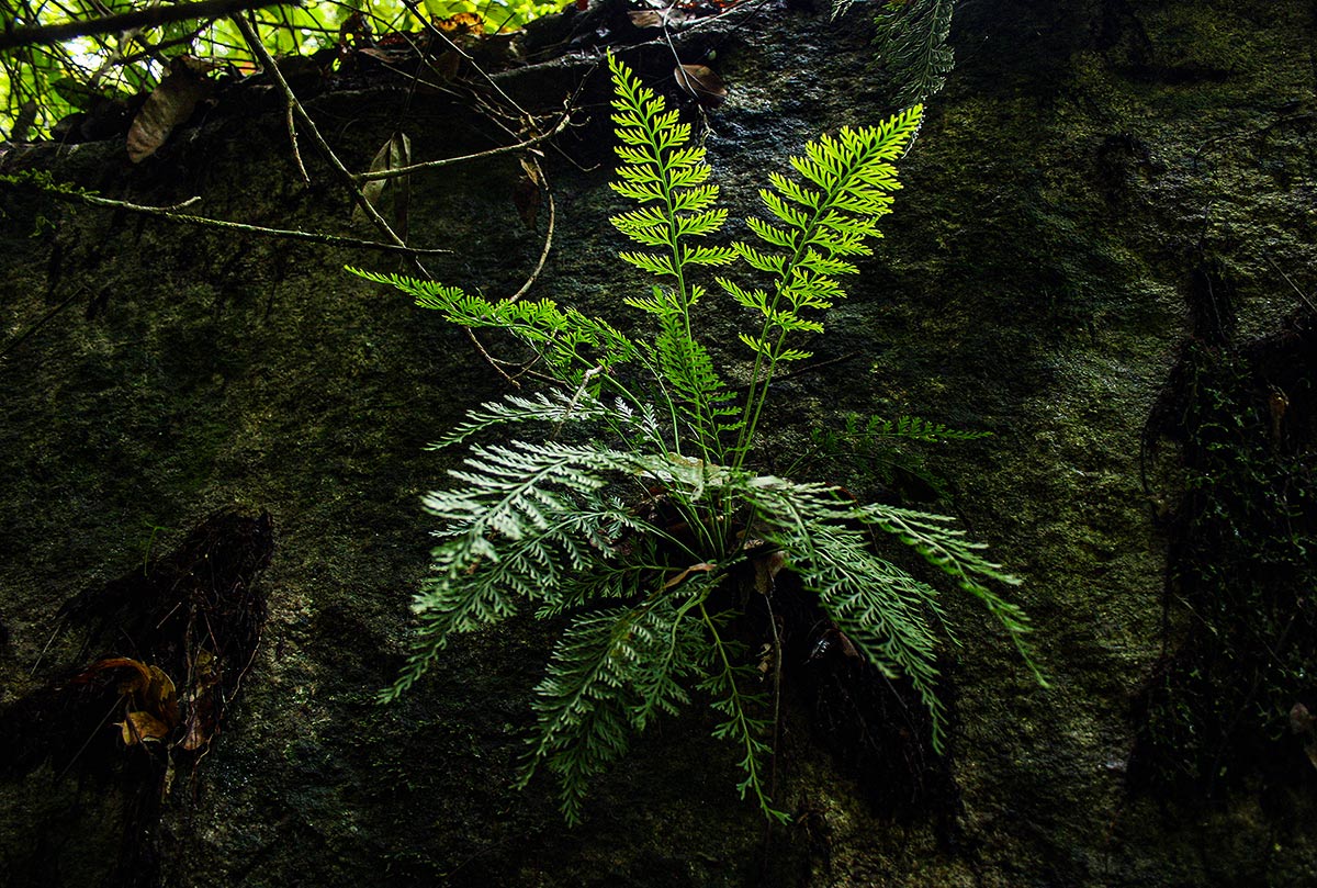 Asplenium rutifolium Asplenium rutifolium