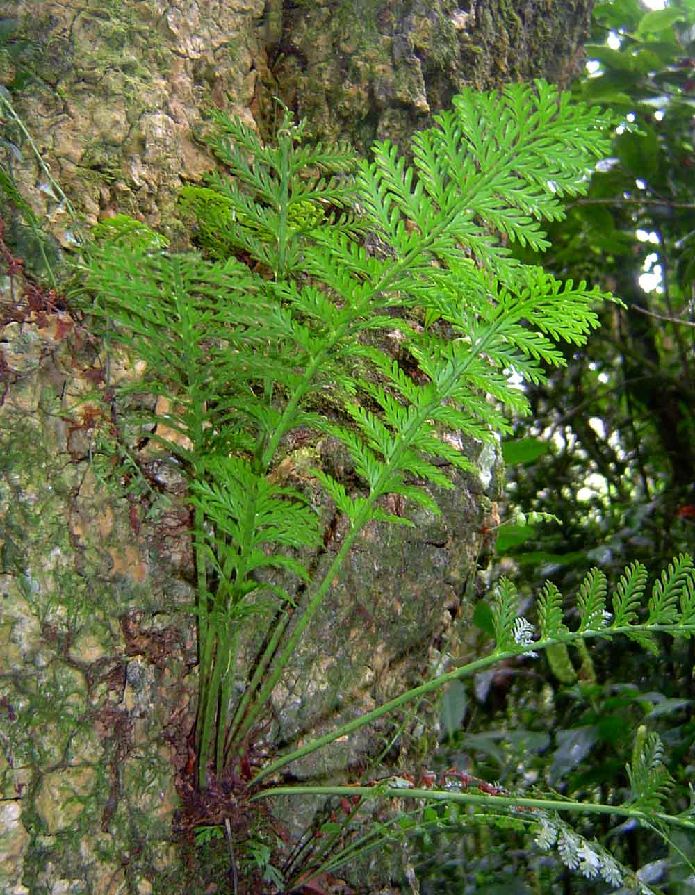 Asplenium rutifolium Asplenium rutifolium