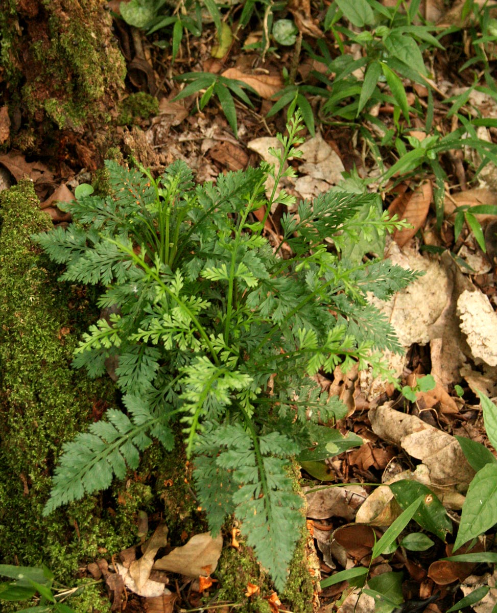 Asplenium rutifolium Asplenium rutifolium