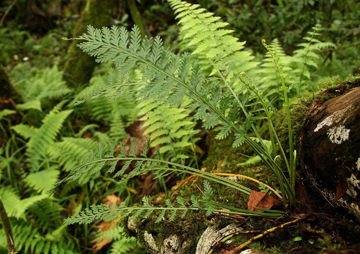 Asplenium rutifolium Asplenium rutifolium