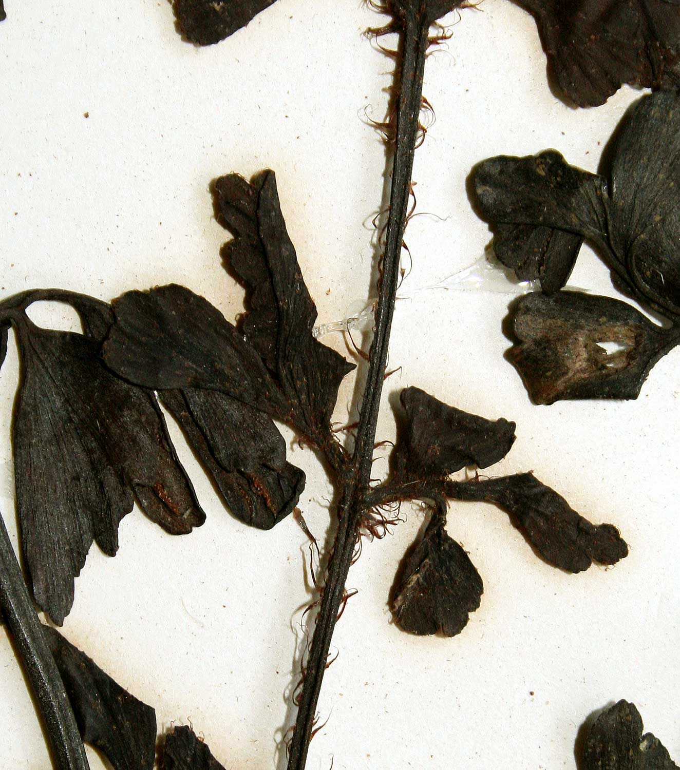 Asplenium simii Asplenium simii