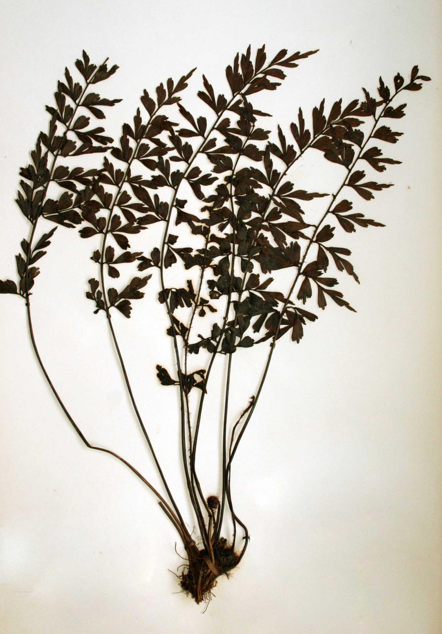 Asplenium simii Asplenium simii