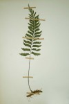 Asplenium unilaterale