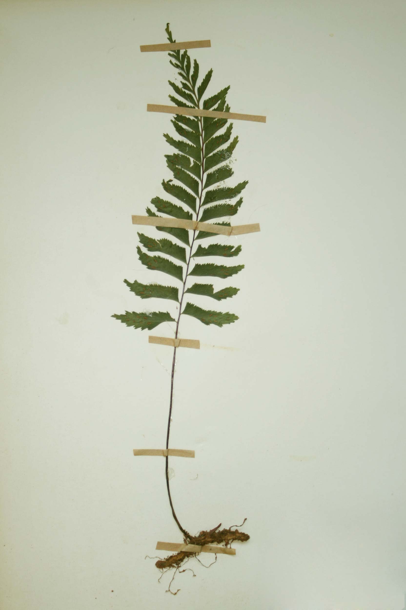 Asplenium unilaterale Asplenium unilaterale