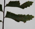 Asplenium unilaterale