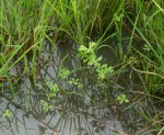 Marsilea macrocarpa