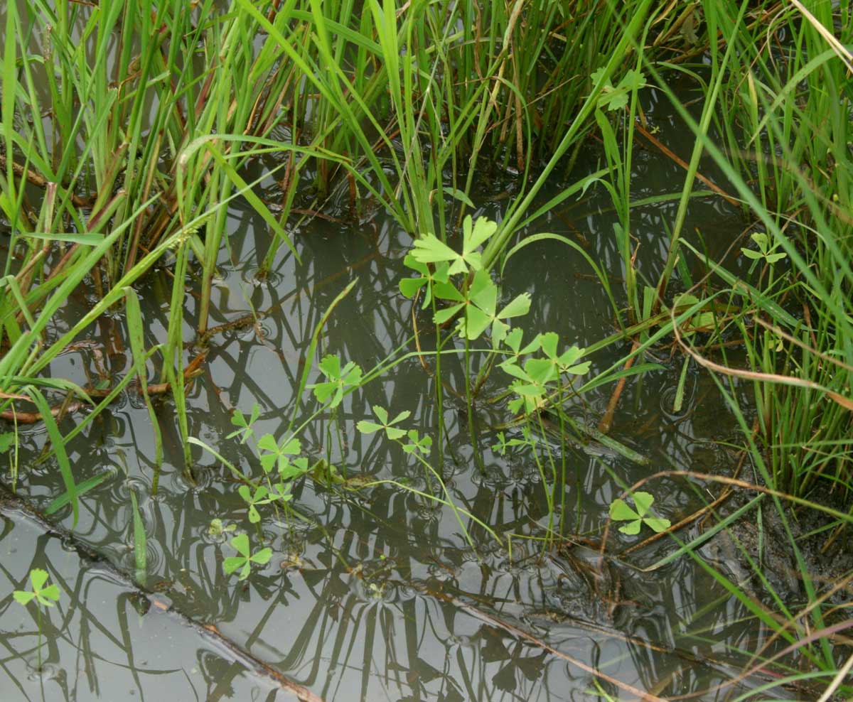 Marsilea macrocarpa Marsilea macrocarpa