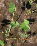 Marsilea macrocarpa