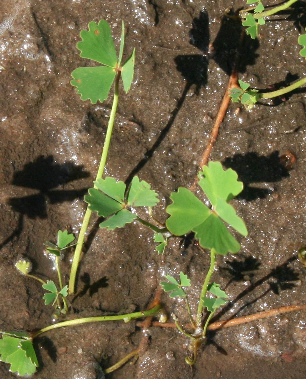 Marsilea macrocarpa Marsilea macrocarpa