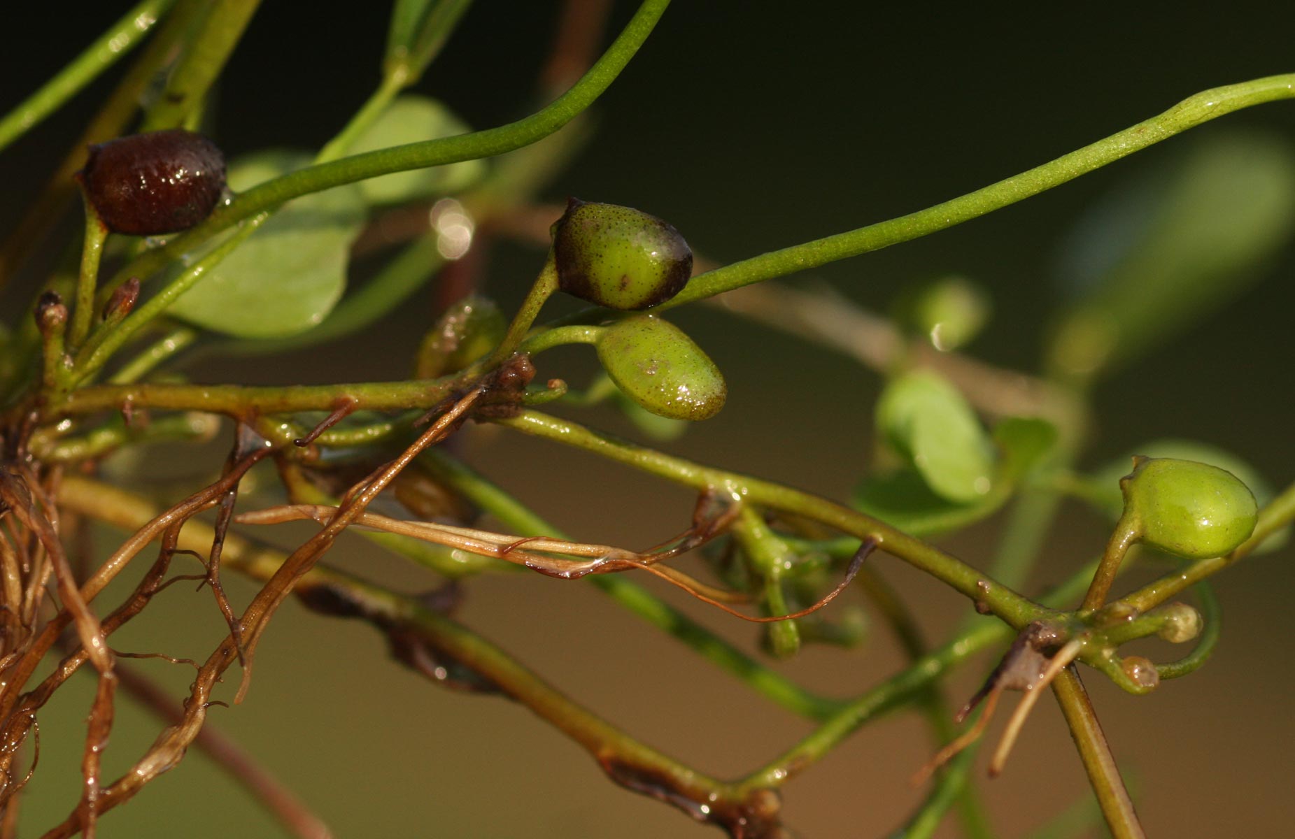 Marsilea minuta var. minuta Marsilea minuta var. minuta