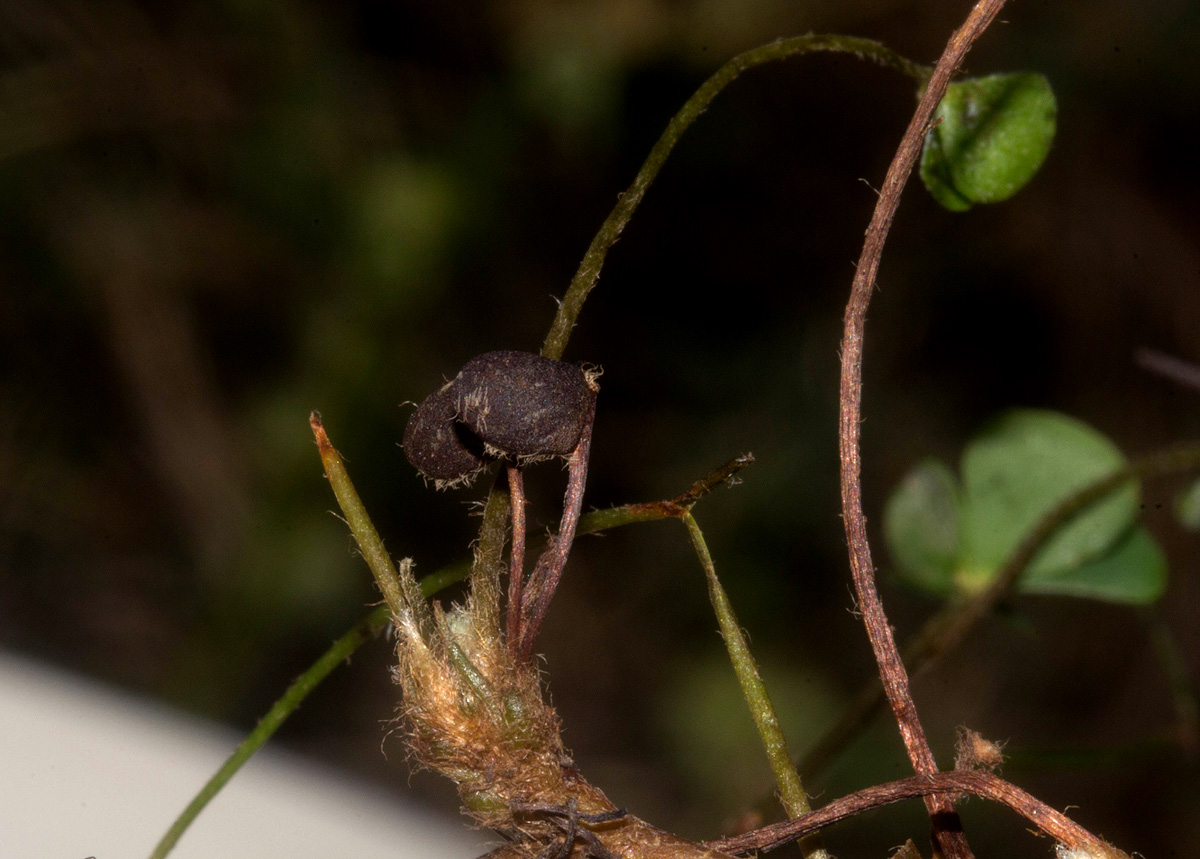 Marsilea minuta var. minuta