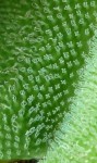 Salvinia molesta