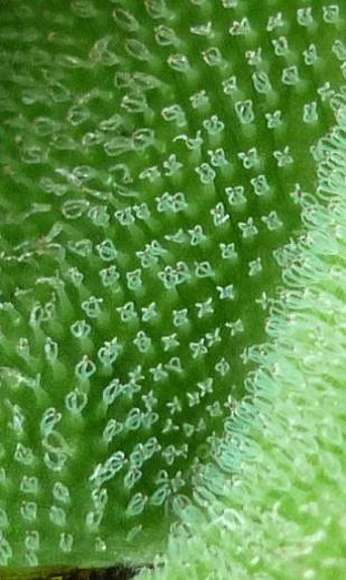 Salvinia molesta Salvinia molesta