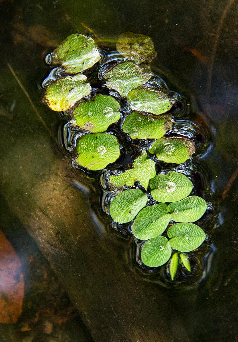 Salvinia molesta Salvinia molesta