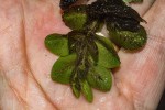 Salvinia molesta