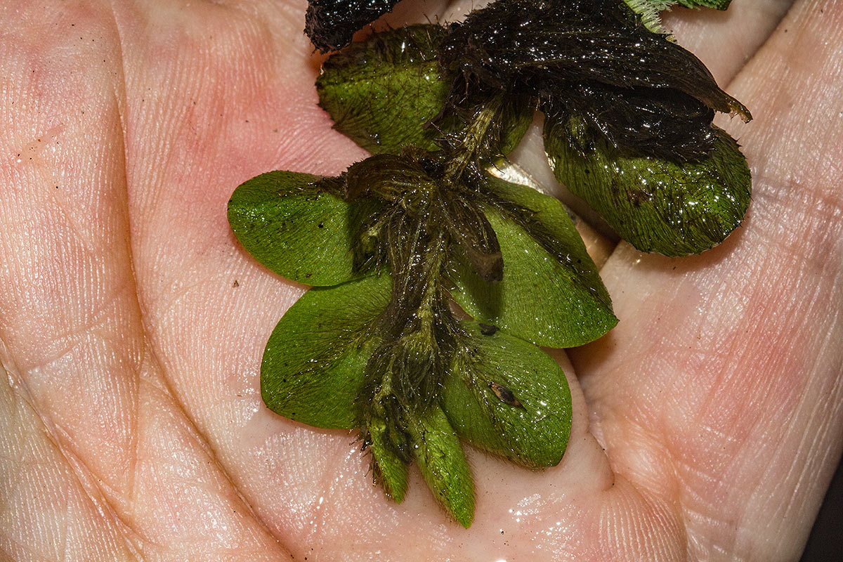 Salvinia molesta Salvinia molesta