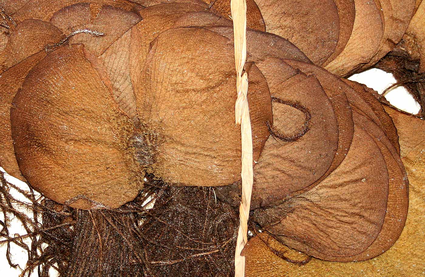 Salvinia molesta