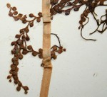 Salvinia molesta