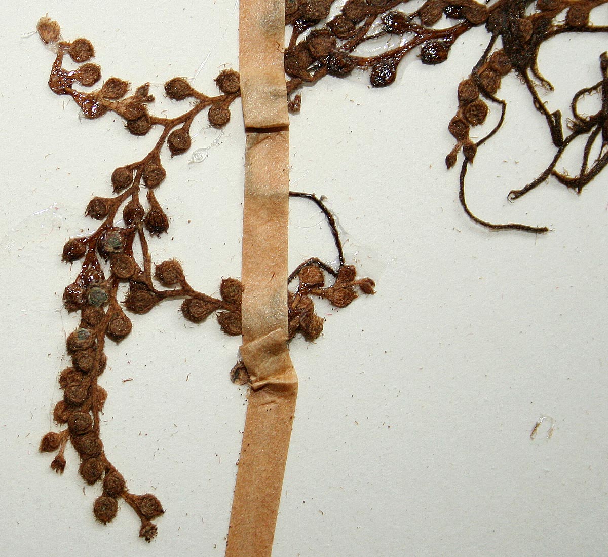 Salvinia molesta