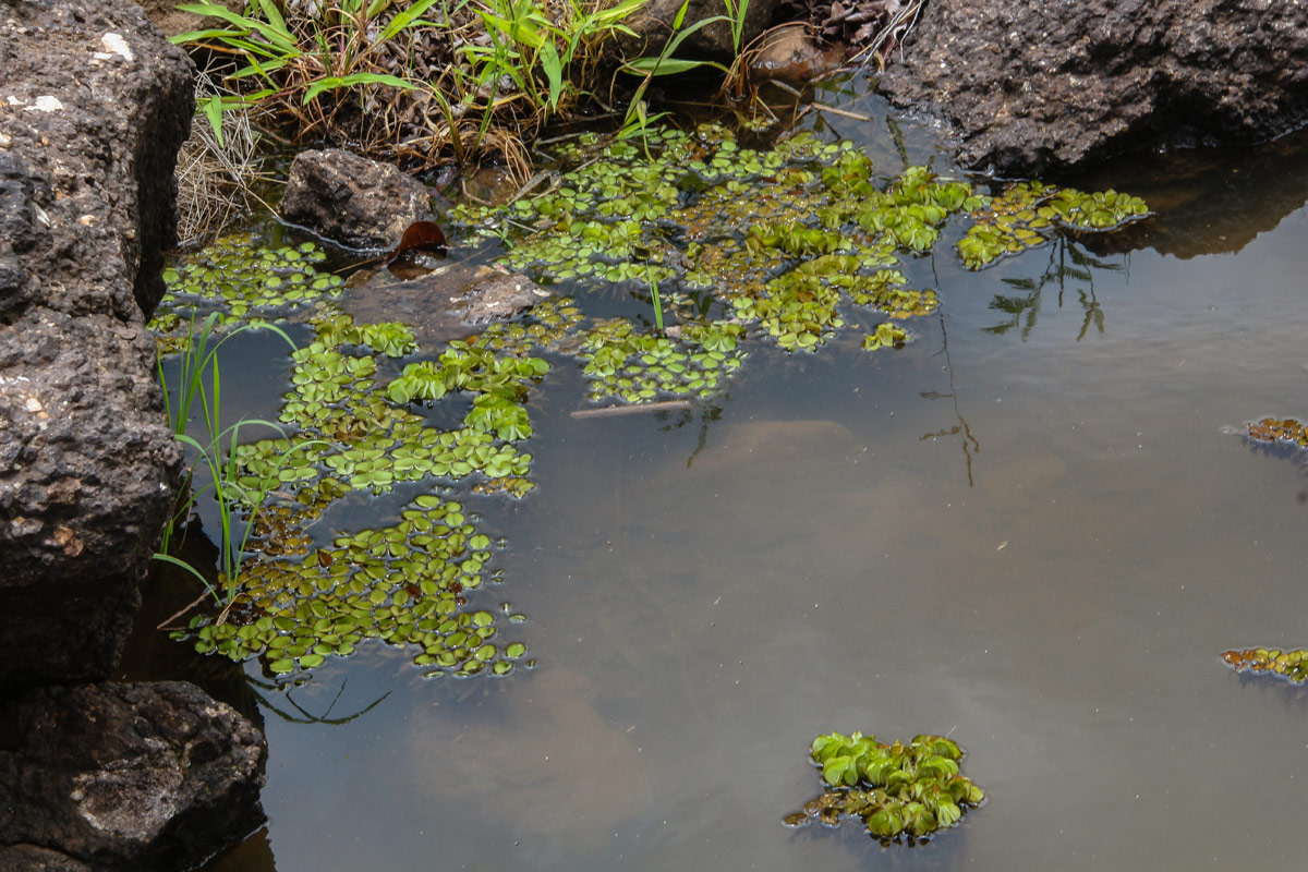 Salvinia molesta Salvinia molesta