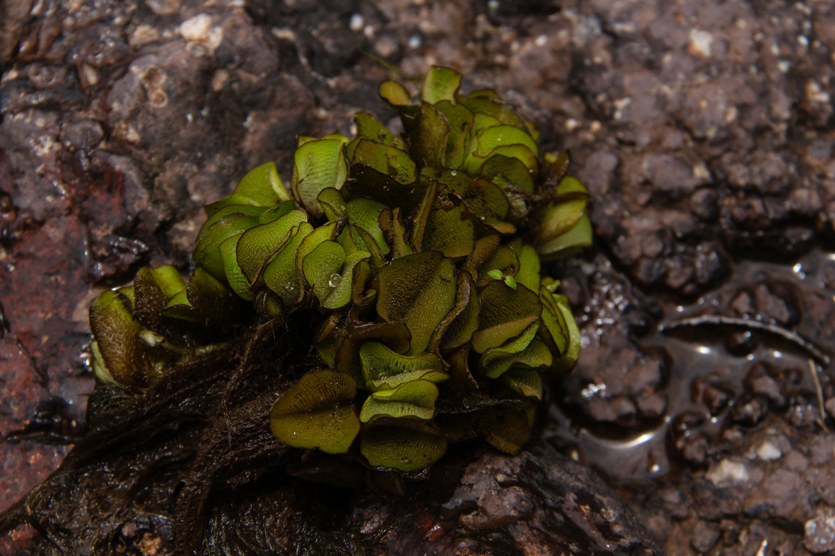 Salvinia molesta Salvinia molesta