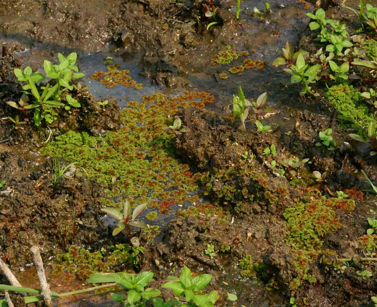 Azolla filiculoides