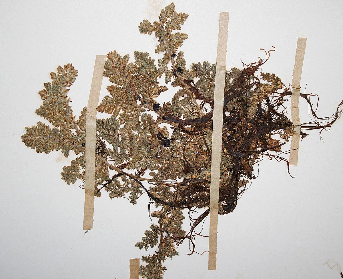 Azolla nilotica Azolla nilotica