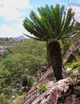 Encephalartos concinnus