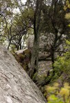 Juniperus procera